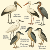 dessine moi 6 Ciconiiformes (oiseaux) d'espces diffrentes en couleurs sur fond clair en format 1024*1024 et leurs noms scientifique seulement.