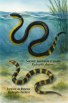 Hydrophis platurus (Serpent marin noir et jaune) et Hydrophis belcheri (Serpent de Belcher) en action dans leur milieu naturel, avec leurs noms français et scientifiques visibles, format 1025x1536