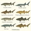 dessine moi 6 chondrostens (poissons) d'espces diffrentes en couleurs sur fond clair en format 1024*1024 et leurs noms scientifique seulement.