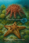 Illustration of Acanthaster planci (couronne d’épines) and Pentaceraster cumingi (étoile robuste à cinq bras) in action in their natural marine habitat, labeled with both their French and scientific names