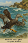 Un couple de Tachyère à tête grise (Tachyeres pteneres) en action dans leur milieu naturel, illustré dans un format vertical 1025x1536, avec leurs noms "Tachyère à tête grise" et "Tachyeres pteneres" intégrés dans l’image.
