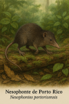 Nesophonte de Porto Rico (Nesophontes portoricensis) en action dans son milieu naturel, avec les noms Franais et scientifique visibles, format 1025x1536