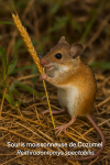 Souris moissonneuse de Cozumel (Reithrodontomys spectabilis) en action dans son milieu naturel, avec son nom franais et scientifique visible, format 1025x1536