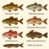 dessine moi 6 Polymyxiomorphes (poissons) d'espces diffrentes en couleurs sur fond clair en format 1024*1024 et leurs noms scientifique seulement.
