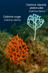 Illustration of Clathrina clathrus (Clathrine rouge) and Clathrina blanca (Clathrine blanche pédonculée) in action in their natural habitat. The image should be in 1025x1536 format and include both their French and scientific names.