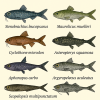 dessine moi 6 Stenopterygiens (poissons) d