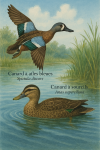 Canard  ailes bleues (Spatula discors) et Canard  sourcils (Anas superciliosa) en action dans leur milieu naturel avec leurs noms Franais et scientifique