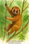 Nycticebus menagensis (loris lent de Menangkabau) en action dans son habitat naturel, avec les noms 'Loris lent de Menangkabau' et 'Nycticebus menagensis' intgrs dans l'image