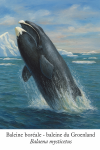 Illustration of a Balaena mysticetus — also known as the Baleine boréale or baleine du Groenland — swimming gracefully beneath Arctic ice sheets in its natural habitat. The whale is breaching slightly, revealing its massive head and arched jaw, with icy blue water and floating icebergs around. Include the French name 'Baleine boréale' and the scientific name 'Balaena mysticetus' clearly labeled in the image.