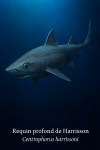 Centrophorus harrissoni (Requin profond de Harrisson) en action dans son milieu naturel, avec les noms 'Requin profond de Harrisson' et 'Centrophorus harrissoni' visibles dans l'image