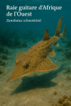 Raie guitare d’Afrique de l’Ouest (Zanobatus schoenleinii) en action dans son milieu naturel, avec son nom français et scientifique visible