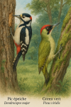 Draw a Great Spotted Woodpecker (Dendrocopos major) and a Green Woodpecker (Picus viridis) in action in their natural habitat, with their French and scientific names displayed.
