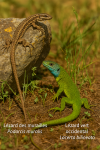 dessine moi un Lézard des murailles (Podarcis muralis) et un Lézard vert occidental (Lacerta bilineata) en action dans leur milieu naturel dans un format de 1025*1536 avec leurs noms Français et scientifique