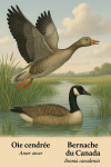 Draw a Greylag Goose (Anser anser) and a Canada Goose (Branta canadensis) in action in their natural habitat, including their scientific and French names.