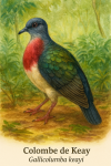 Colombe de Keay (Gallicolumba keayi) en action dans son milieu naturel, avec son nom franais et scientifique visible