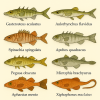 dessine moi 6 Gasterosteiformes (poissons) d
