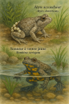 Dessine un Alyte accoucheur (Alytes obstetricans) et un Sonneur à ventre jaune (Bombina variegata) en action dans leur milieu naturel, avec leurs noms français et scientifiques visibles. Format 1025x1536.