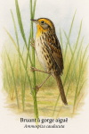 dessine un Bruant  gorge aigu (Ammospiza caudacuta) en action dans son habitat naturel, avec les noms franais et scientifique visibles, au format 1025x1536