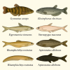 dessine moi 6 Gymnotiformes (poissons) d'espces diffrentes en couleurs sur fond clair en format 1024*1024 et leurs noms scientifique seulement.