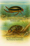 Illustration of Hydaticus satoi (Dytique japonais à bandes) and Thermonectus marmoratus (Dytique marbré d’Amérique) in action in their natural habitat. The image should be in 1025x1536 format and include both their French and scientific names.
