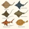 dessine moi 6 batodes (poissons) d