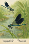 Illustration of Calopteryx splendens (Caloptéryx éclatant) and Calopteryx virgo (Caloptéryx vierge) in action in their natural habitat, labeled with both French and scientific names