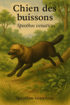 Draw the bush dog in action in its natural habitat, at a resolution of 1025x1536, including both its scientific name and French name.