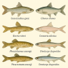 dessine moi 6 Gonorynchiformes (poissons) d'espces diffrentes en couleurs sur fond clair en format 1024*1024 et leurs noms scientifique seulement.