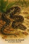 Acrantophis dumerili — Boa terrestre de Dumeril en action dans leur milieu naturel, format 1025x1536, avec leurs noms Français et scientifique