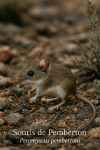 Peromyscus pembertoni  Souris de Pemberton en action dans son milieu naturel, avec les noms Franais et scientifique visibles