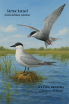Draw a Gull-billed Tern (Gelochelidon nilotica) and a Whiskered Tern (Chlidonias hybrida) in action in their natural habitat, with their French and scientific names displayed.