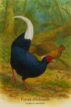 Un couple de Faisan dEdwards (Lophura edwardsi) en action dans leur habitat naturel, illustr dans un format vertical 1025x1536, avec leurs noms franais et scientifique intgrs dans l'image