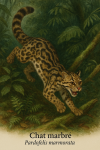 Chat marbré (Pardofelis marmorata) en action dans son habitat naturel, format 1025x1536, avec les noms français et scientifique visibles