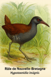 Rle de Nouvelle-Bretagne (Hypotaenidia insignis) en action dans son habitat naturel, format 1025x1536, avec les noms franais et scientifique visibles
