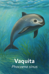 Vaquita (Marsouin du Pacifique, Phocoena sinus) en action dans son habitat naturel, format 1025x1536, avec noms franais et scientifique