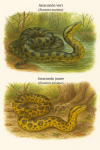 Dessine un Anaconda vert (Eunectes murinus) et un Anaconda jaune (Eunectes notaeus) en action dans leur milieu naturel, avec leurs noms français et scientifiques visibles. Format 1025x1536.