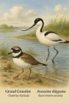 Draw a Little Ringed Plover (Charadrius dubius) and a Pied Avocet (Recurvirostra avosetta) in action in their natural habitat, with their French and scientific names displayed.