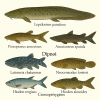dessine moi des Crossopterygiens (poissons) d'espces diffrentes en couleurs sur fond clair en format 1024*1024 et leurs noms scientifique seulement