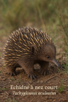 dessine moi un Tachyglossus aculeatus —  Echidné à nez court en action dans son milieu naturel dans un format de 1025*1536 avec son noms Français et scientifique