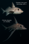 Chimère à nez court (Hydrolagus affinis) et Chimère abyssale (H. mirabilils) en action dans leur milieu naturel, avec leurs noms Français et scientifiques, format 1025x1536