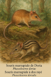 dessine moi un Souris marsupiale de Doria (Phascolosorex doriae) et une Souris marsupiale à dos rayé (Phascolosorex dorsalis) en action dans leur milieu naturel dans un format de 1025*1536 avec leurs noms Français et scientifique