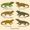 dessine moi 6 sauriens terrestres (reptiles) d'espces diffrentes en couleurs sur fond clair en format 1024*1024 et leurs noms scientifique seulement.