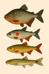 dessine plusieurs characiformes