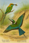 Illustration of a Merops orientalis (Guêpier d’Orient) and a Merops bullockoides (Guêpier à collier blanc) in action in their natural habitat. The Guêpier d’Orient is perched on a slender branch, mid-call, with vibrant green plumage and a long tail stream. Nearby, the Guêpier à collier blanc is swooping down toward a flying insect, showcasing its white collar and chestnut tones. The background features a lush riverbank with reeds and acacia trees, under a bright sky. Include their French and scientific names in elegant font: 'Guêpier d’Orient – Merops orientalis' and 'Guêpier à collier blanc – Merops bullockoides'. Format: 1025x1536.