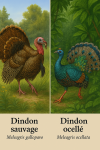 Un Dindon sauvage et un Dindon ocellé en action dans leur milieu naturel, avec leurs noms français visibles. Format 1025x1536.