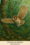 Chouette de Mindoro (Otus mindorensis) en action dans son habitat naturel, format 1025x1536, avec les noms 'Chouette de Mindoro' et 'Otus mindorensis' visibles