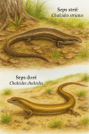 Chalcides striatus (Seps strié) et Chalcides chalcides (Seps doré) en action dans leur milieu naturel, avec leurs noms français et scientifiques visibles, format 1025x1536