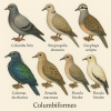 dessine moi 6 columbiformes (oiseaux) d'espces diffrentes en couleurs sur fond clair en format 1024*1024 et leurs noms scientifique seulement.