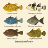 dessine moi 6 Tetraodontiformes (poissons) d