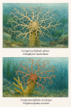 Astrophyton muricatum (Gorgonocéphale géant) et Gorgonocephalus arcticus (Gorgonocéphale arctique) en action dans leur milieu naturel, illustrés avec leurs noms français et scientifiques, dans un format de 1025x1536